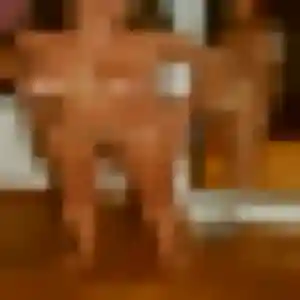 Photo privée de Sylvie, 44 ans à Cordemais - rencontre sans lendemain